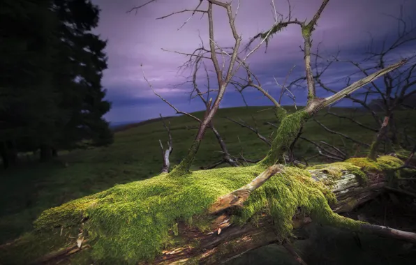 Picture trees, nature, moss