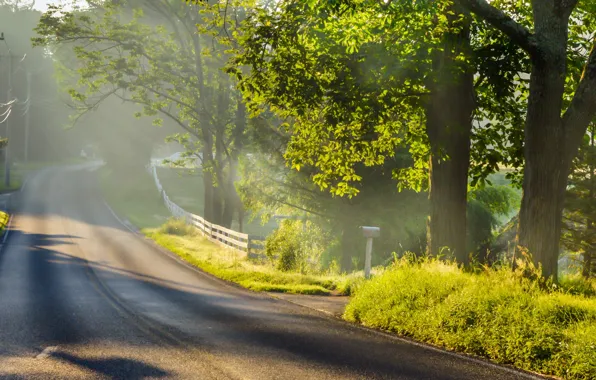 Road, light, landscape, fog