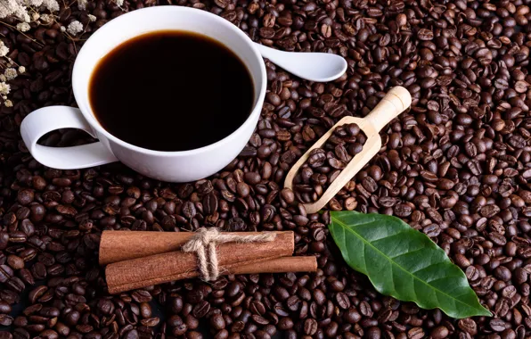 Sheet, Coffee, coffee beans, blade
