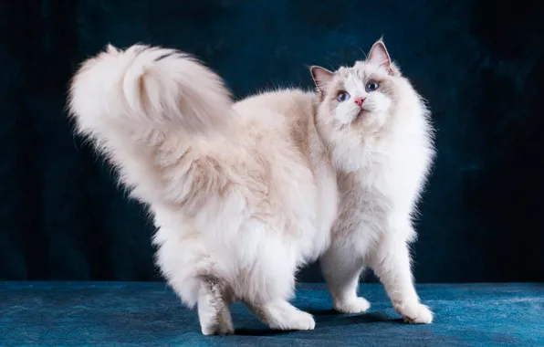 Cat, cat, look, face, pose, the dark background, white, is