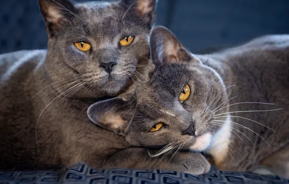 Cat, cat, look, cats, pose, together, cats, blanket