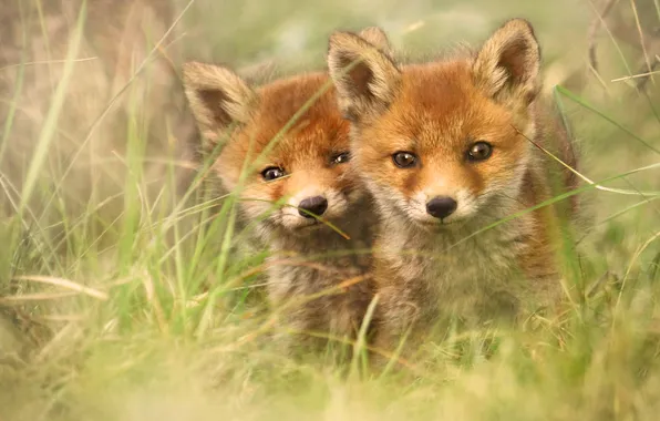 Grass, nature, Fox, a couple, faces, Fox, cubs, two Fox