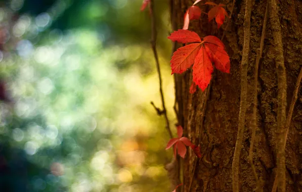 Macro, red, sheet, glare, tree, trunk, bark, bokeh