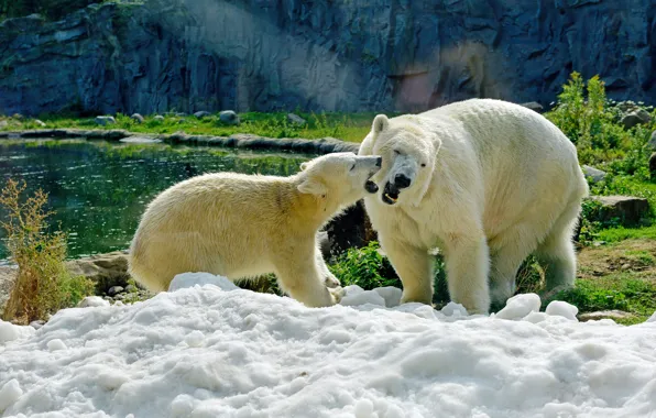 Greens, snow, nature, pond, rocks, baby, bears, bear