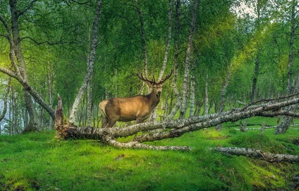 Picture greens, forest, grass, light, trees, branches, nature, glade