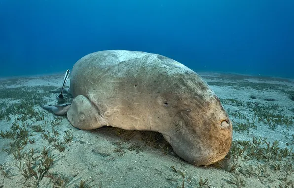 Under water, potatoes, at the bottom, PEREPECHAEV PAVEL, The Dugong