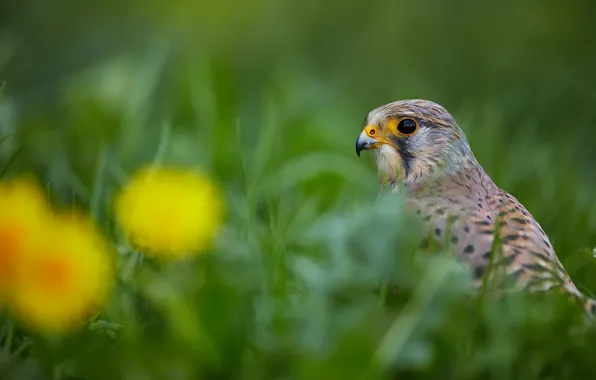 Greens, grass, look, bird, portrait, Falcon, predatory
