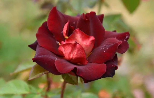 Flower, drops, macro, background, rose, petals, red, one