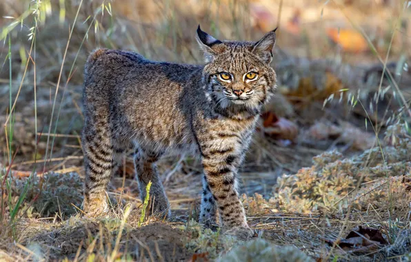 Look, light, nature, lynx, blade of grass