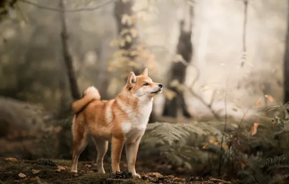 Forest, dog, Shiba inu