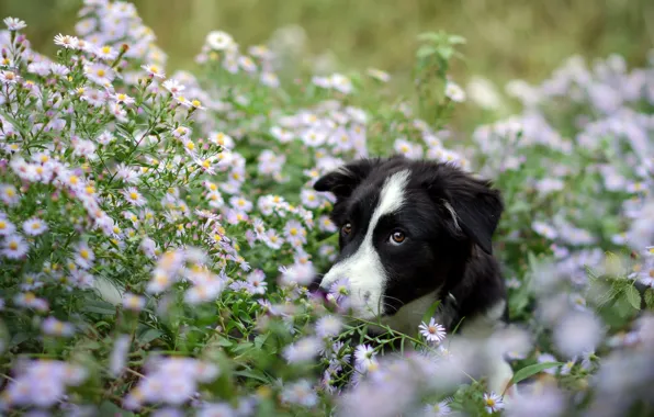 Picture look, flowers, each, dog