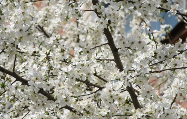 Tree, white flowers, April, spring 2018, mamala ©