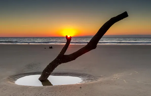 Picture beach, tree, the ocean, dawn