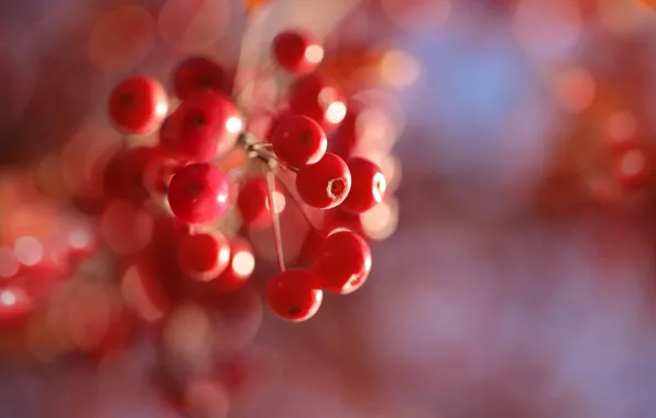 Macro, berries, background