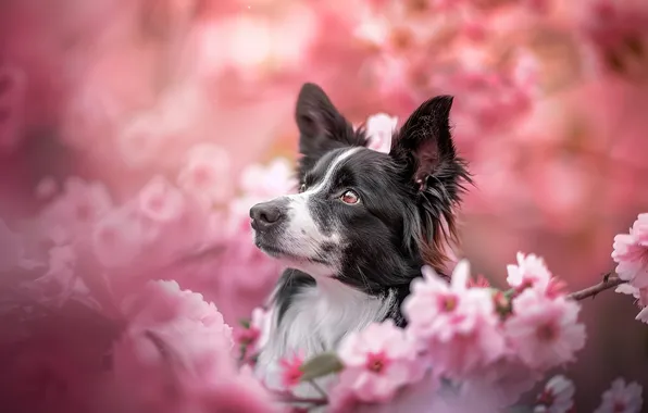 Look, flowers, branches, portrait, dog, spring, garden, Sakura
