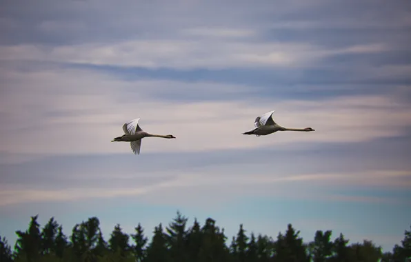 Forest, the sky, clouds, flight, birds, height, pair, Swan