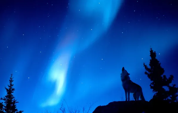 Picture forest, lights, wolf, Night