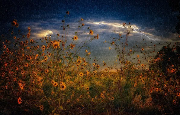 Picture the storm, field, summer, rain