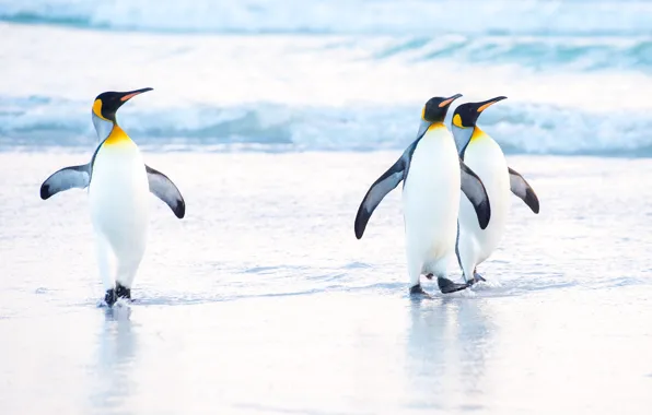 Sea, wave, birds, shore, penguins, three, trio