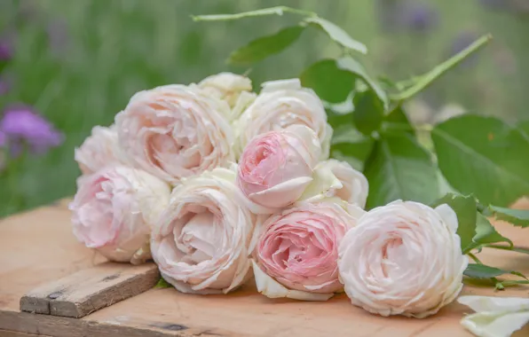 Tenderness, roses, buds