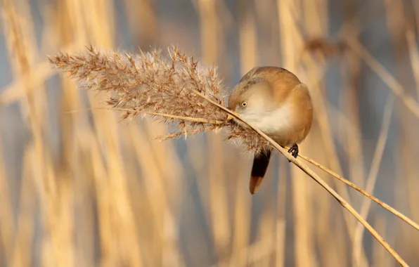 Picture grass, bird, branch, panicle, bearded Tits