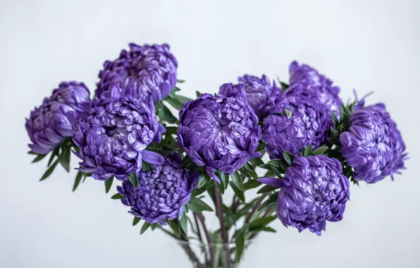 Wallpaper flowers, bouquet, lilac, Terry, asters, light background