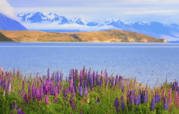Summer, clouds, flowers, mountains, lake, shore, tops, dal