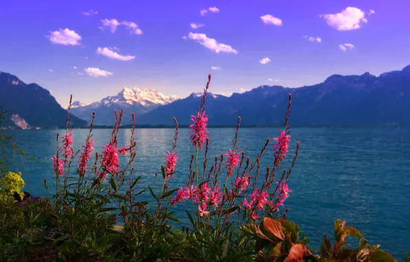 Picture flowers, mountains, lake