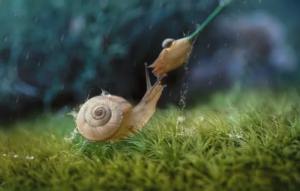 Flower, grass, drops, macro, rain, snail