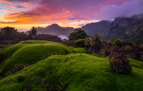 Picture forest, the sky, clouds, trees, mountains, fog, rocks, dawn