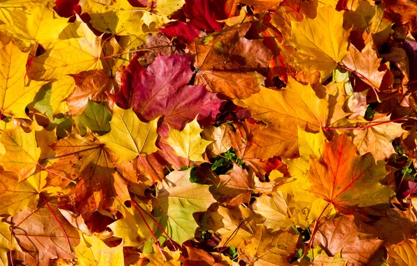 Autumn, leaves, autumn, leaves