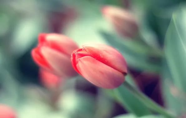 Flowers, Rosa, petals, buds