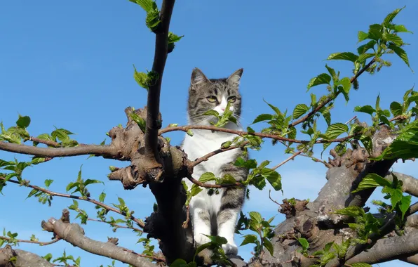 Picture the sky, eyes, cat, look, leaves, tree, Cat, sitting
