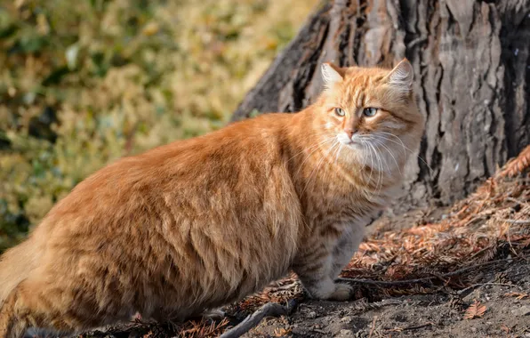 Fluffy, Kote, red cat