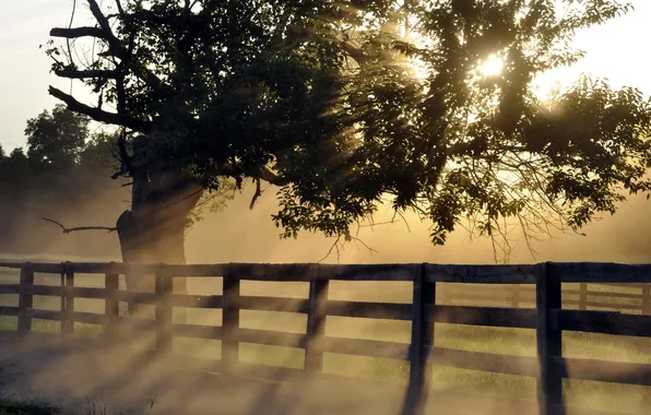 Picture landscape, fog, the fence, morning