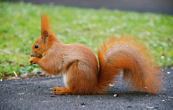 Picture protein, tail, animal, red