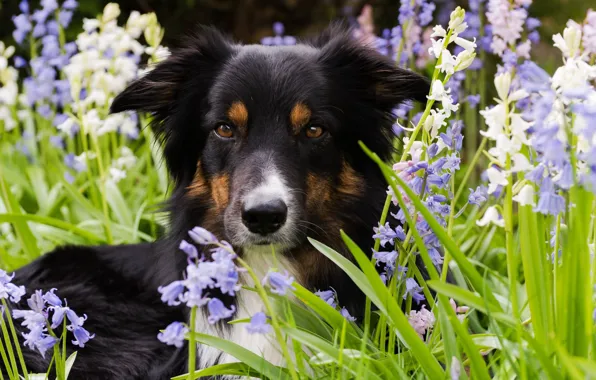 Grass, flowers, nature, The border collie