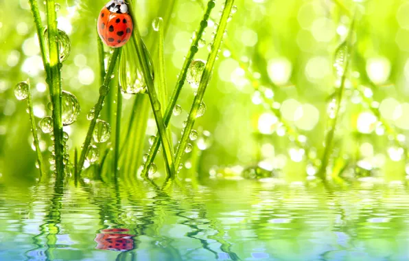 Picture the sky, grass, water, drops, Rosa, reflection, ladybug, insect