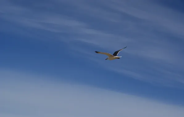 The sky, flight, wings, Seagull