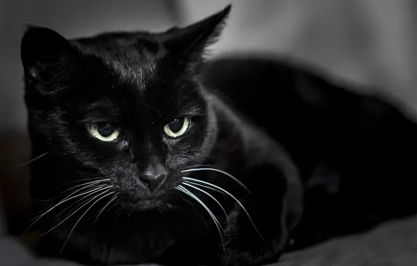 Picture cat, black, Koshak, Tomcat