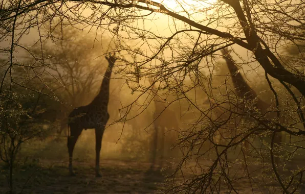 Light, fog, Trees, giraffes