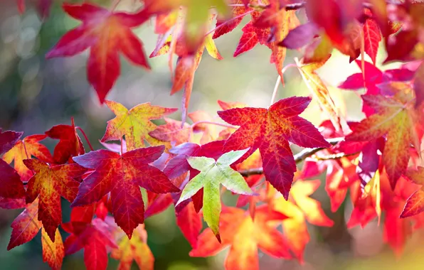 Picture autumn, leaves, branches, red, bright, colorful, the colors of autumn, bokeh