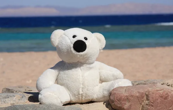 Picture sea, summer, joy, mood, shore, toy, bear