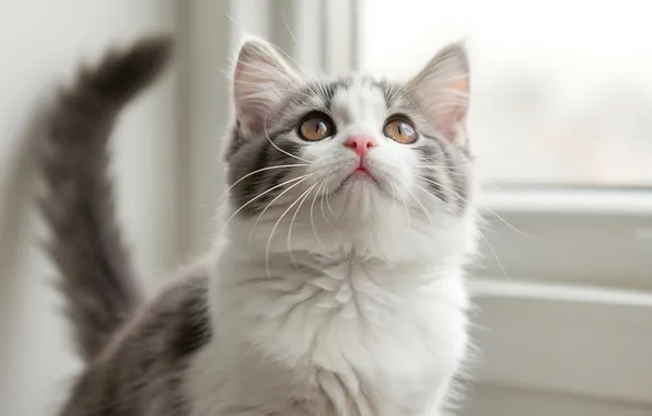 Cat, look, pose, kitty, window, face, ponytail, looking up