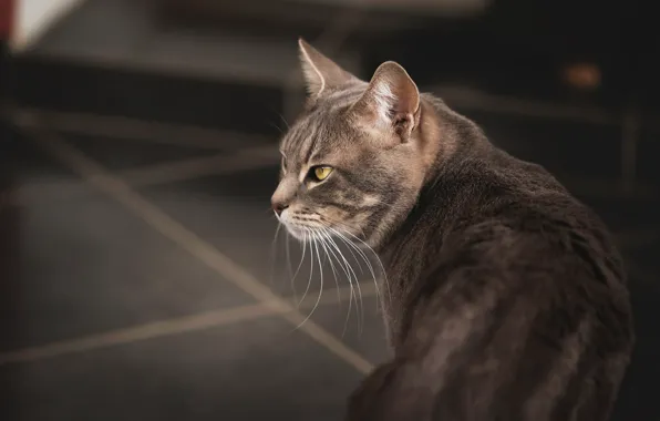 Cat, cat, look, grey, background, tile, profile
