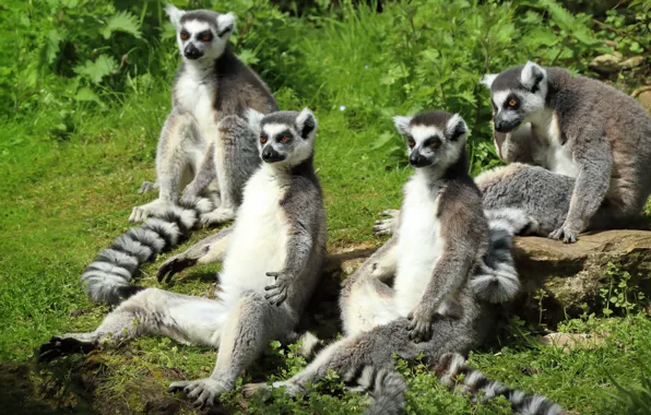 Nature, pose, lemur, lemurs, company, sitting