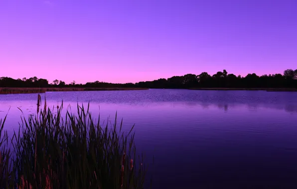 Picture forest, lake, lilac, dawn, morning, reed