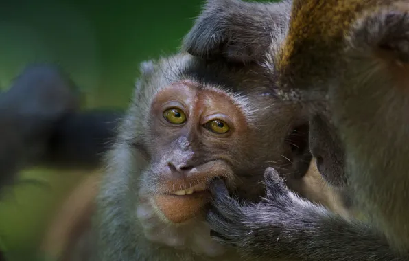 Picture monkey, Malaysia, the primacy of, the monkeys-crab