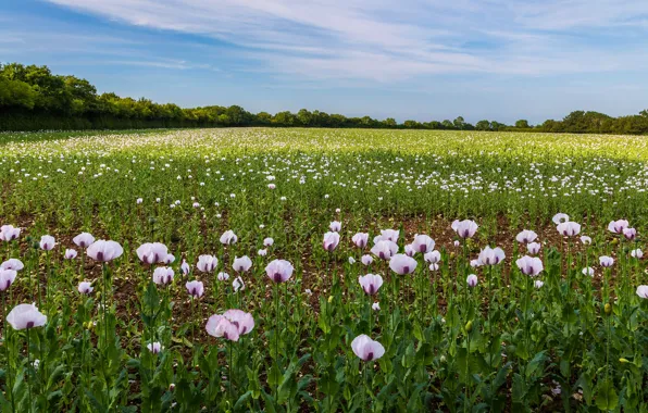 Field, summer, flowers, Maki, meadow, pink, the forest, poppy field