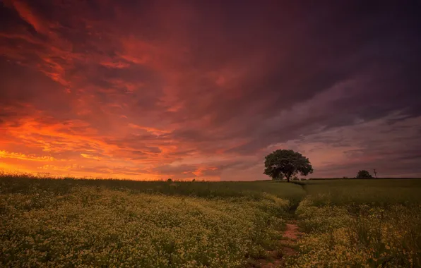 Picture night, field, trees
